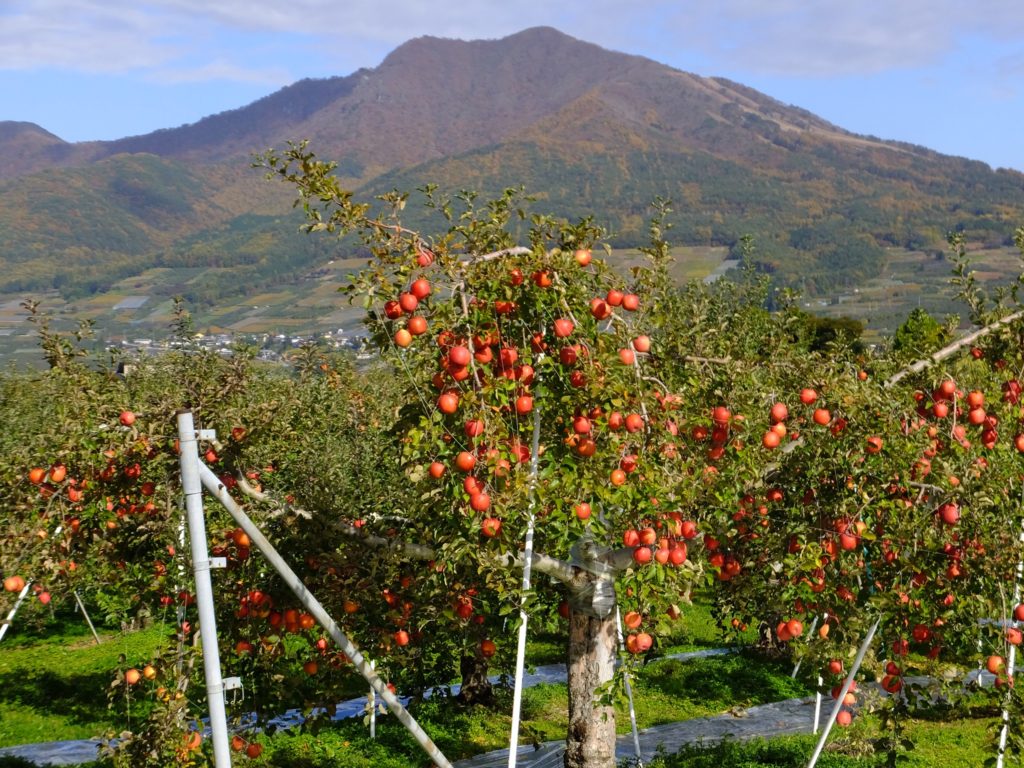 りんご畑と高社山