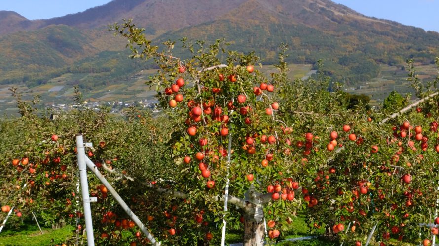 りんご畑と高社山