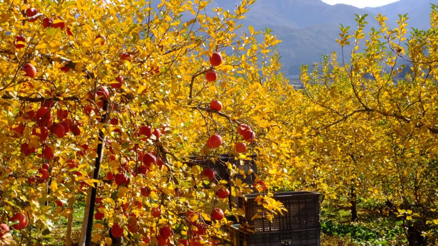 黄葉したりんご園と志賀高原の山　
