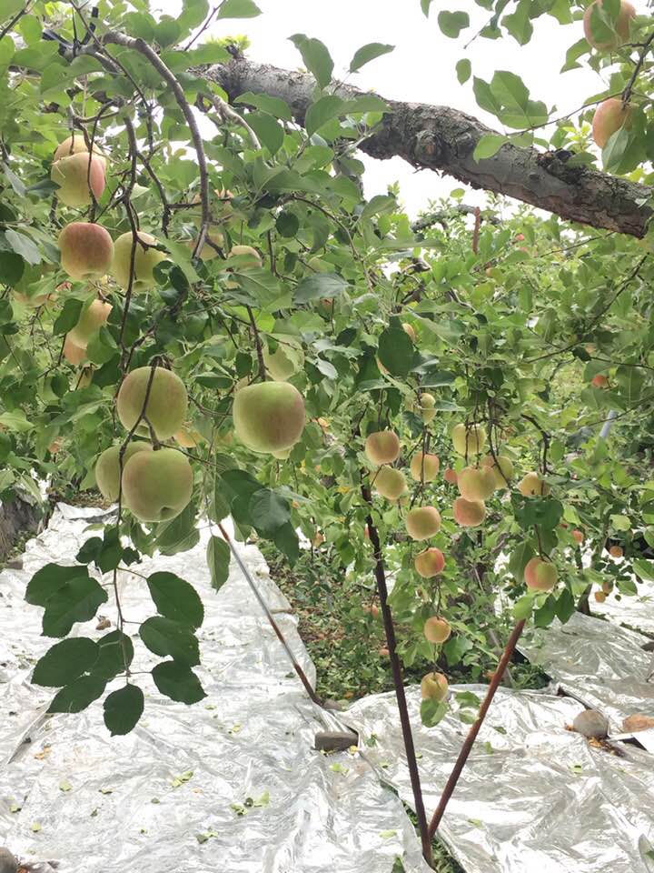 袋かけしないで栽培する、ふじ。 Sさんの畑、10月7日撮影。 色がよく着くように銀シートを敷く。 りんご版日焼けサロン。