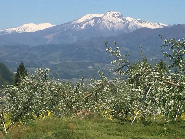 りんごの花と妙高山　20200508　