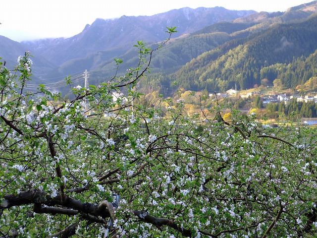 りんごの花と志賀高原