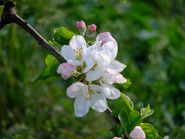 りんごの花（シナノスイート）20210430
