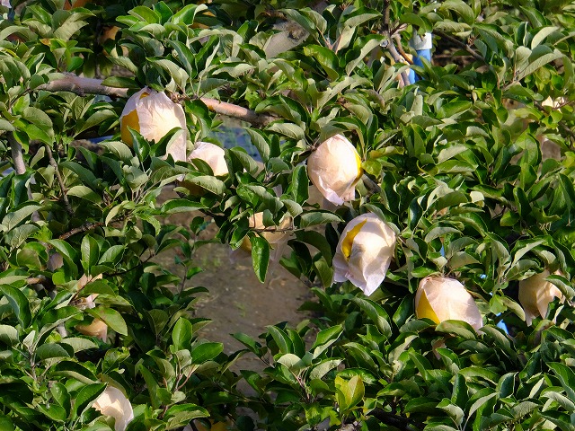 珍しい有袋栽培りんご（中野市）　20211104