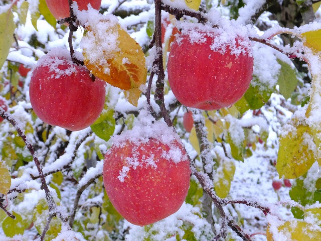 雪の積もったりんご