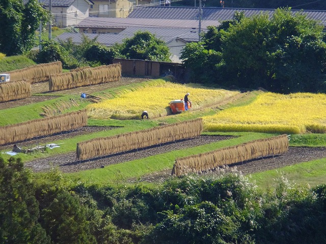 稲刈り作業　20211002
