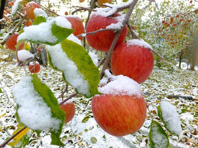 11月に入って2回、雪降りました。 この寒さで、おいしくなる、といわれます。11月20日 青森では11月5日がふじの収穫はじめなので、 こんなに遅くまで木になってません。遅いほど熟すという。