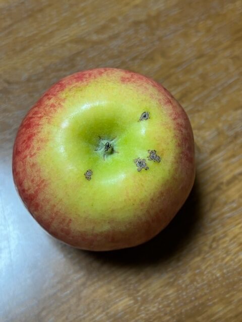 りんご黒星病